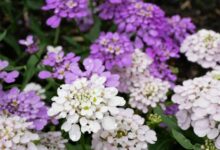 蜂室花种子-瀚阳绿化