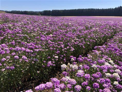 蜂室花-瀚阳绿化