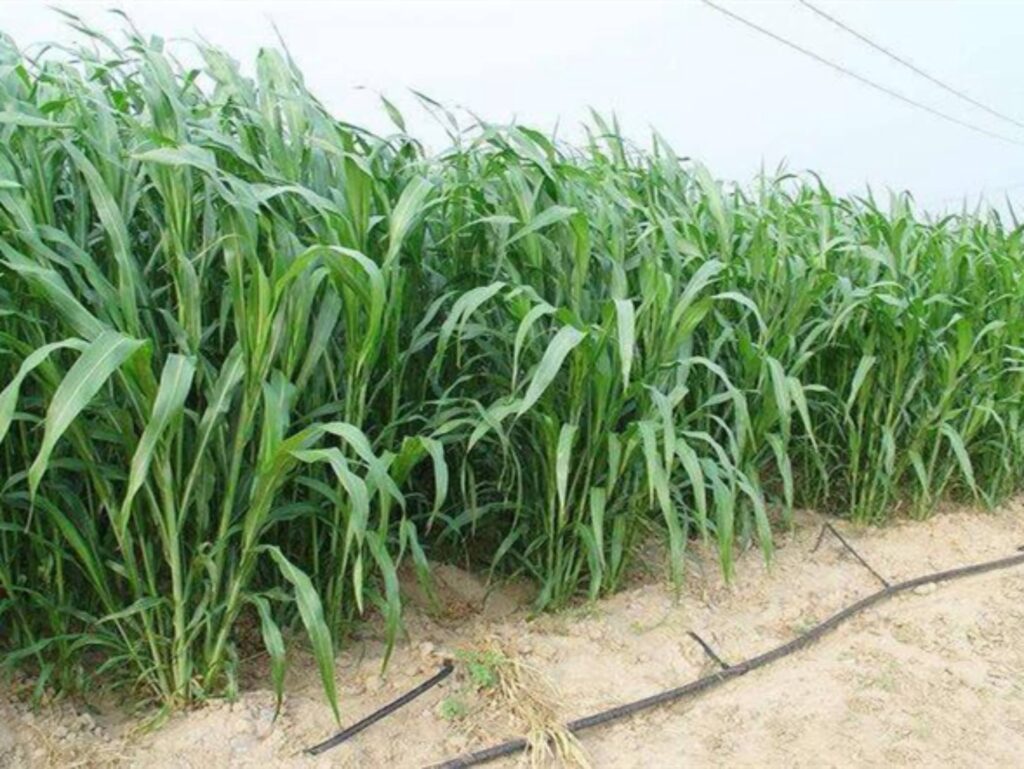 常见优质牧草-瀚阳绿化