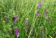 光叶紫花苕种子-瀚阳绿化