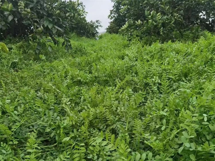 光叶紫花苕-瀚阳绿化