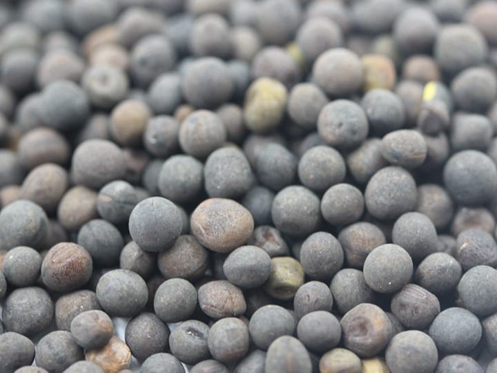 光叶紫花苕种籽-瀚阳绿化