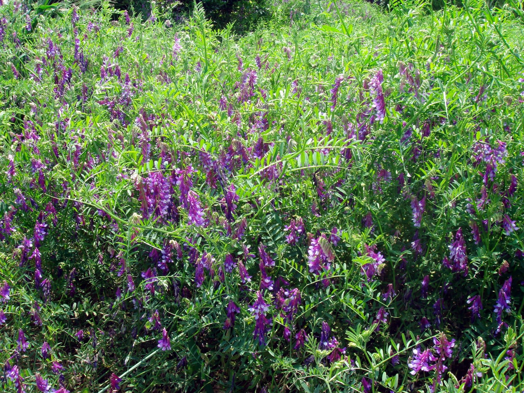 光叶紫花苕-瀚阳绿化