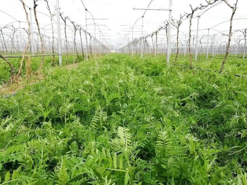 光叶紫花苕-瀚阳绿化