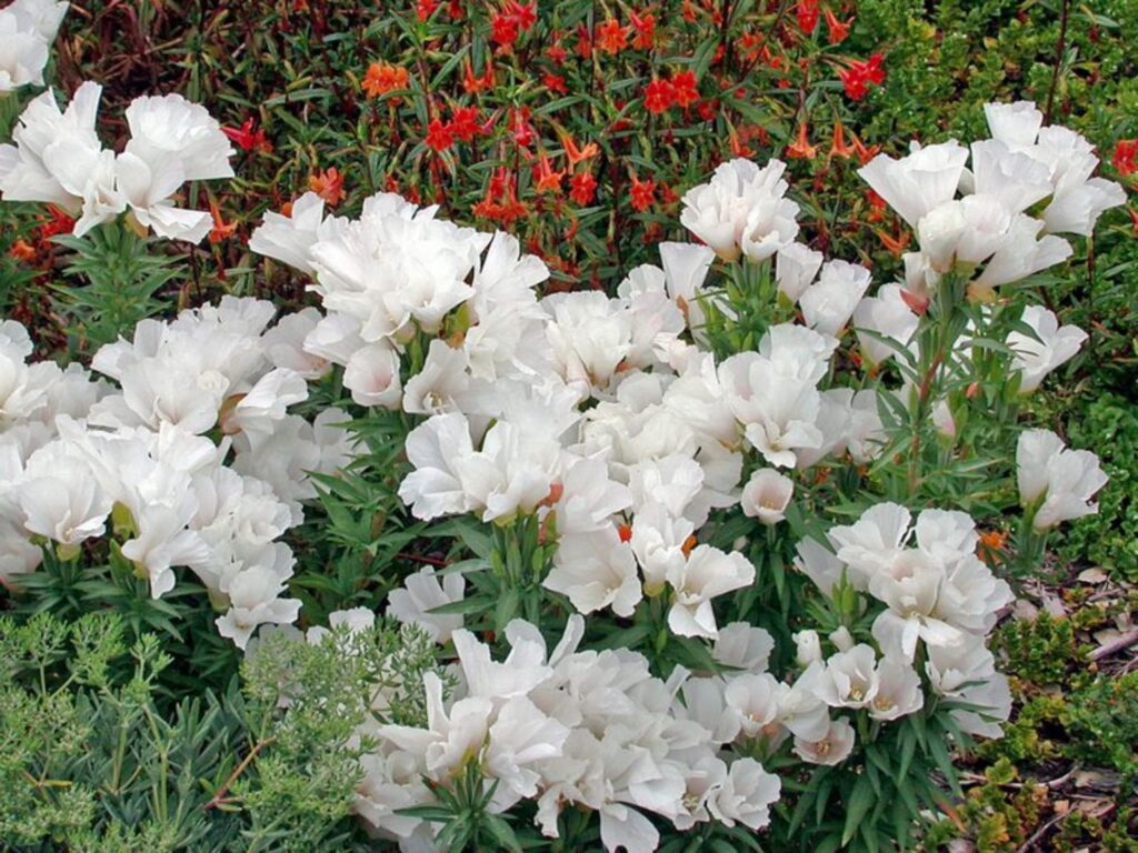 古代稀-瀚阳绿化