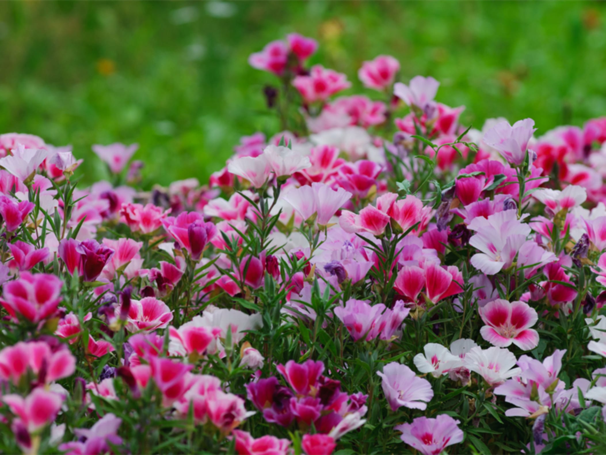 古代稀-瀚阳绿化