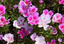 古代稀种子-瀚阳绿化