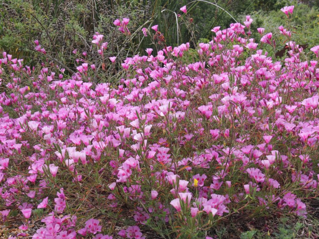 古代稀-瀚阳绿化