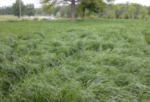 常见优质牧草-瀚阳绿化