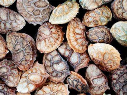 红豆草种籽-瀚阳绿化