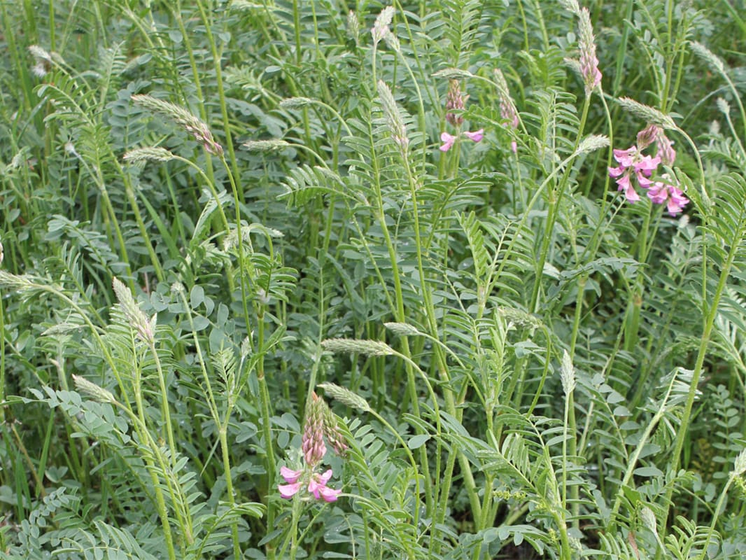 红豆草-瀚阳绿化