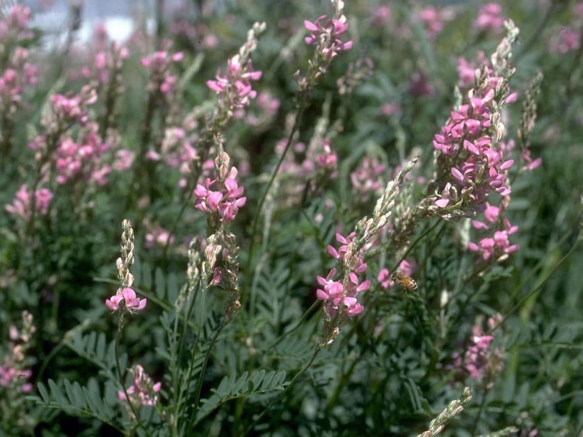 红豆草-瀚阳绿化