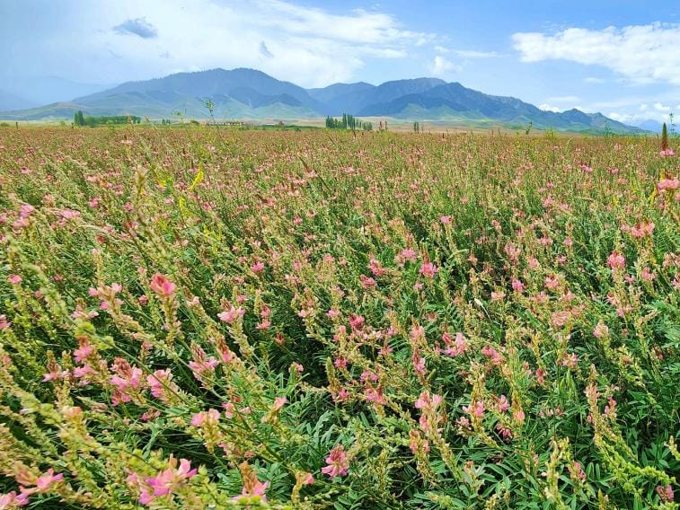 红豆草-瀚阳绿化