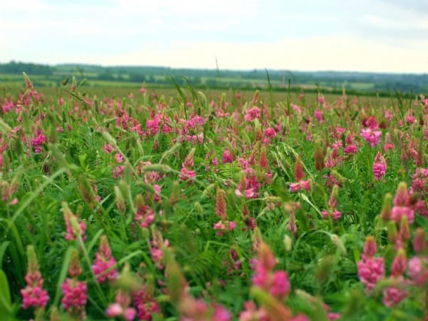 红豆草-瀚阳绿化