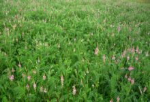 红豆草种子-瀚阳绿化