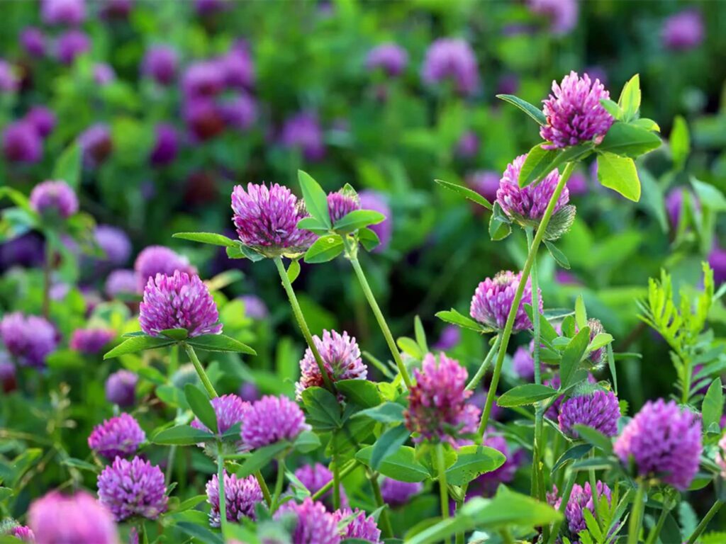 常见优质牧草-瀚阳绿化