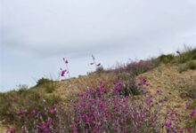 花棒种子-瀚阳绿化