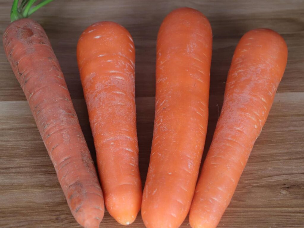 常见优质牧草-瀚阳绿化