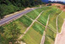 公路护坡草籽的多方面优势-瀚阳绿化