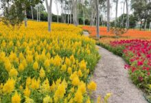 全年花海(种子种植)规划方案-瀚阳绿化
