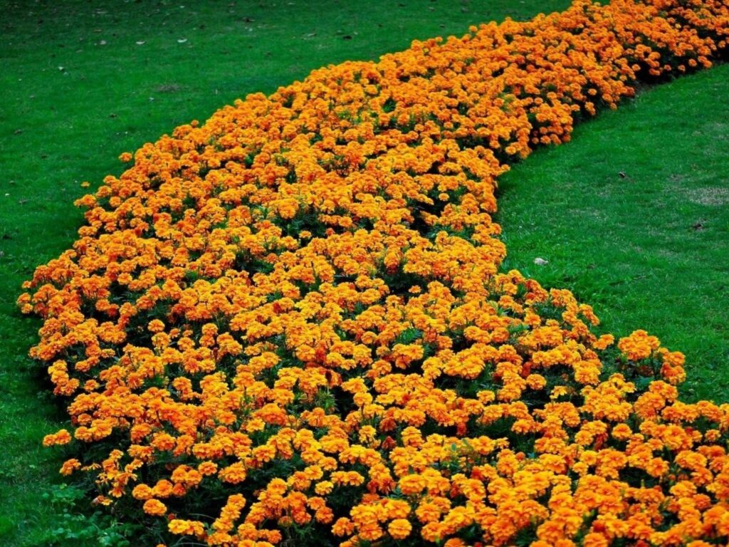 全年花海（种子种植）规划方案-瀚阳绿化