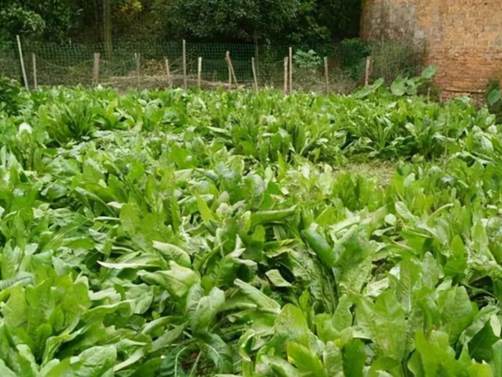 常见优质牧草-瀚阳绿化