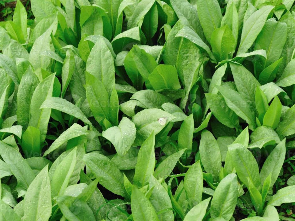 常见优质牧草-瀚阳绿化