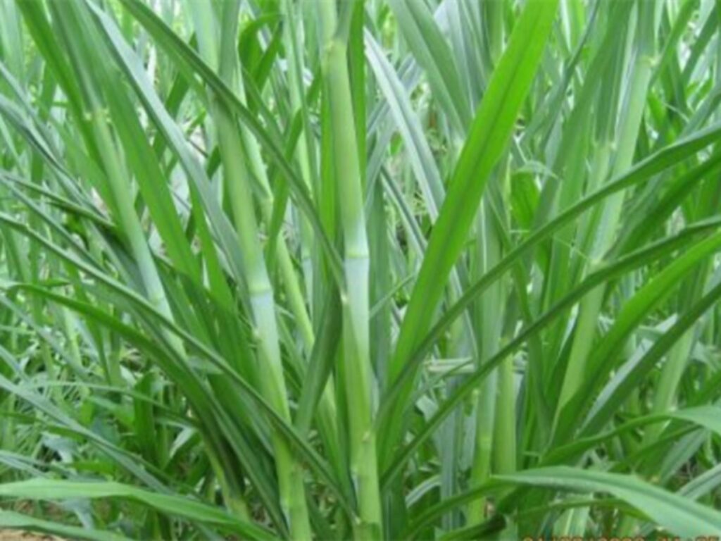 适合养羊的牧草种籽-瀚阳绿化