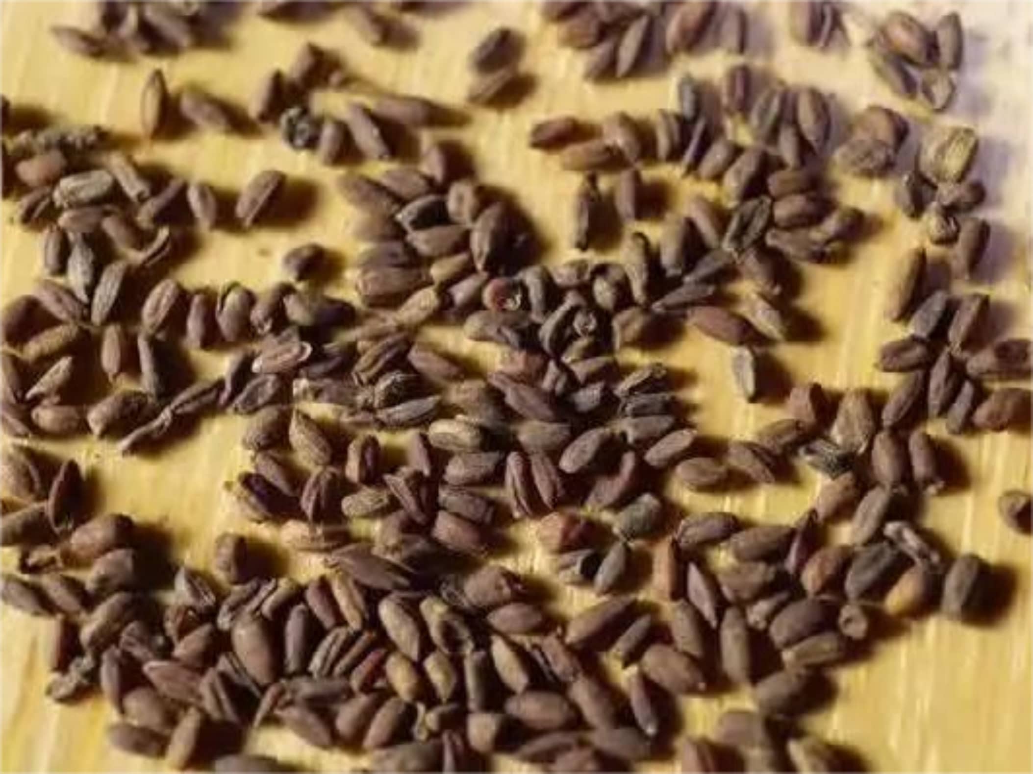 蓝香芥种籽-瀚阳绿化