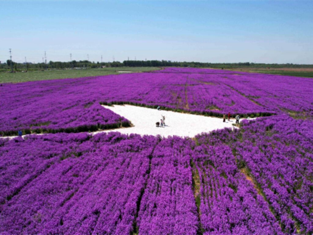 蓝香芥-瀚阳绿化