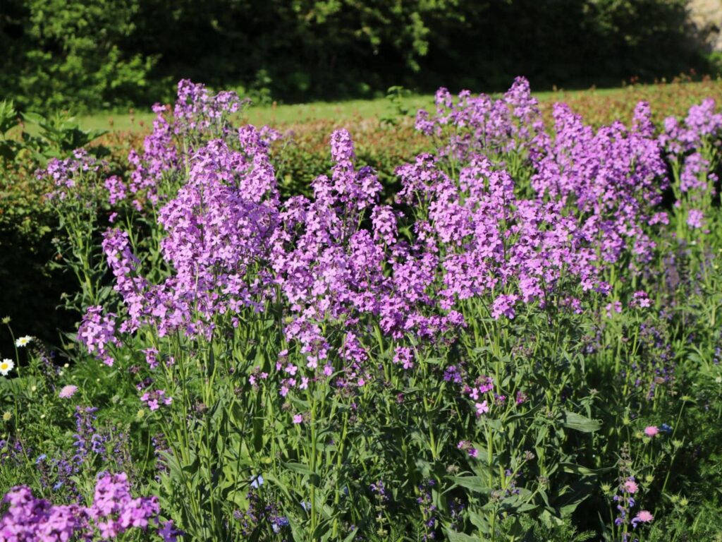 蓝香芥-瀚阳绿化