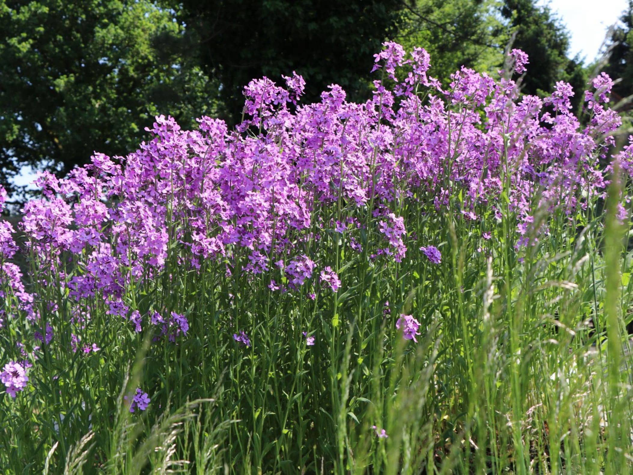 蓝香芥-瀚阳绿化