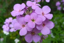 蓝香芥种子-瀚阳绿化