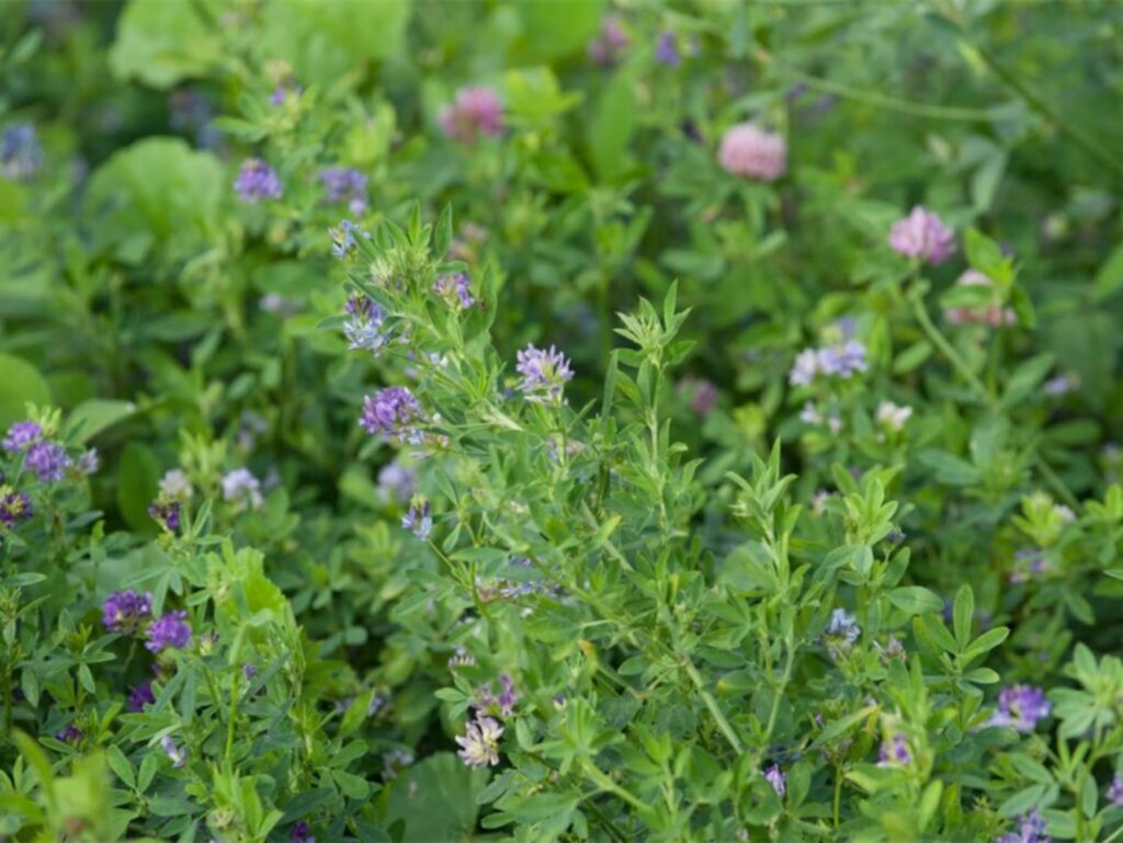 适合养羊的牧草种籽-瀚阳绿化