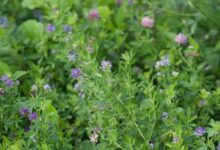 适合养羊的牧草种籽有哪些?-瀚阳绿化