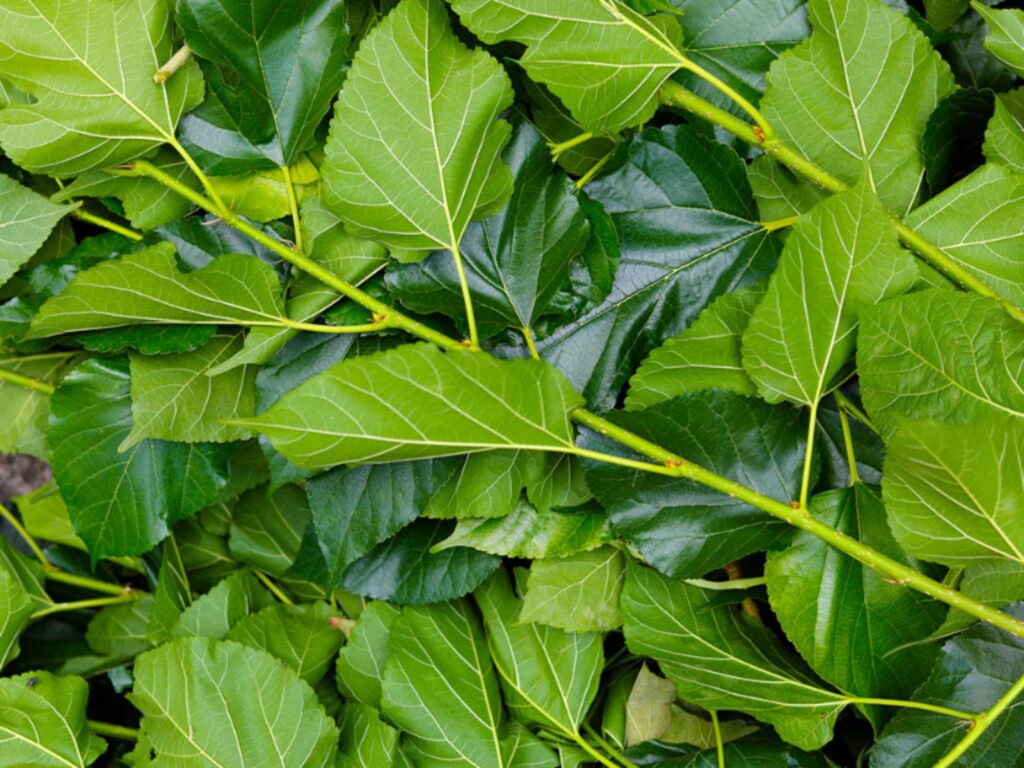 常见优质牧草-瀚阳绿化