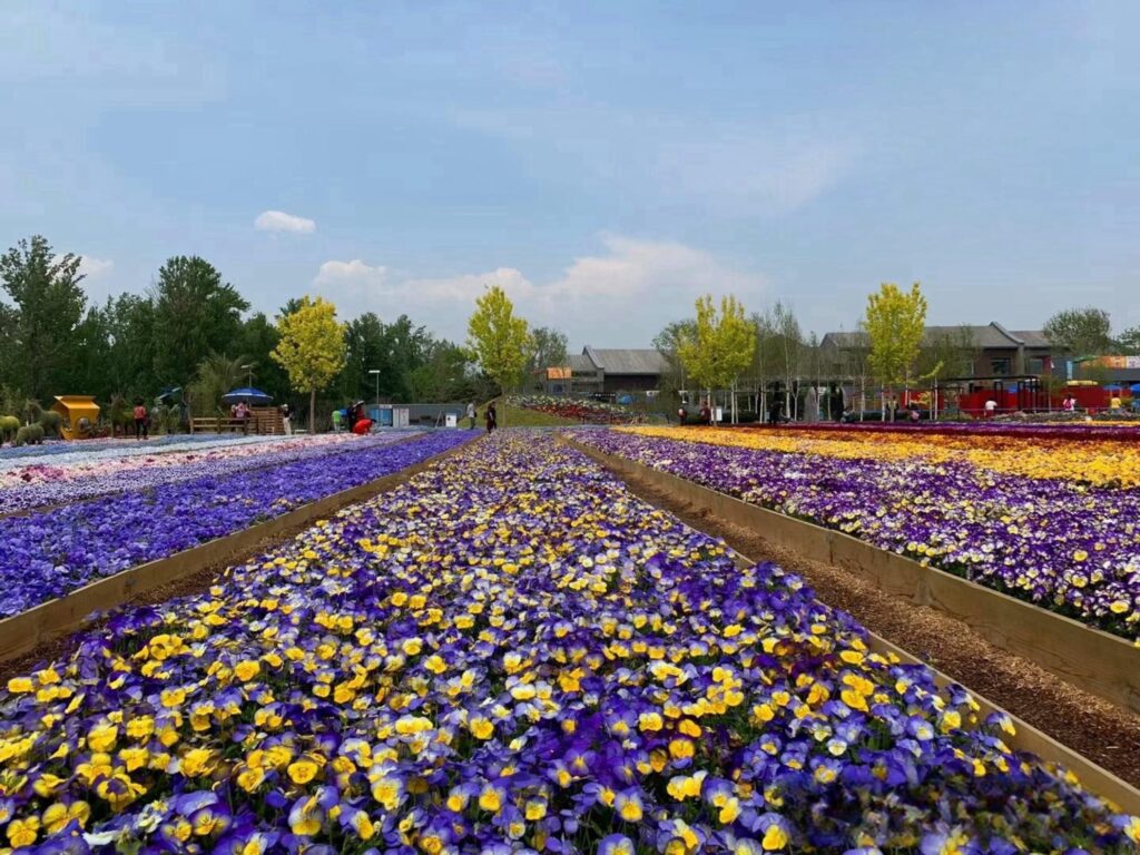 全年花海（种子种植）规划方案-瀚阳绿化