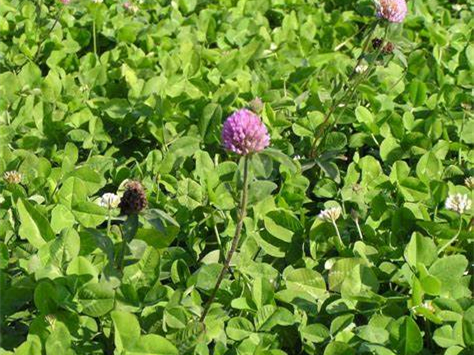 适合养羊的牧草种籽-瀚阳绿化