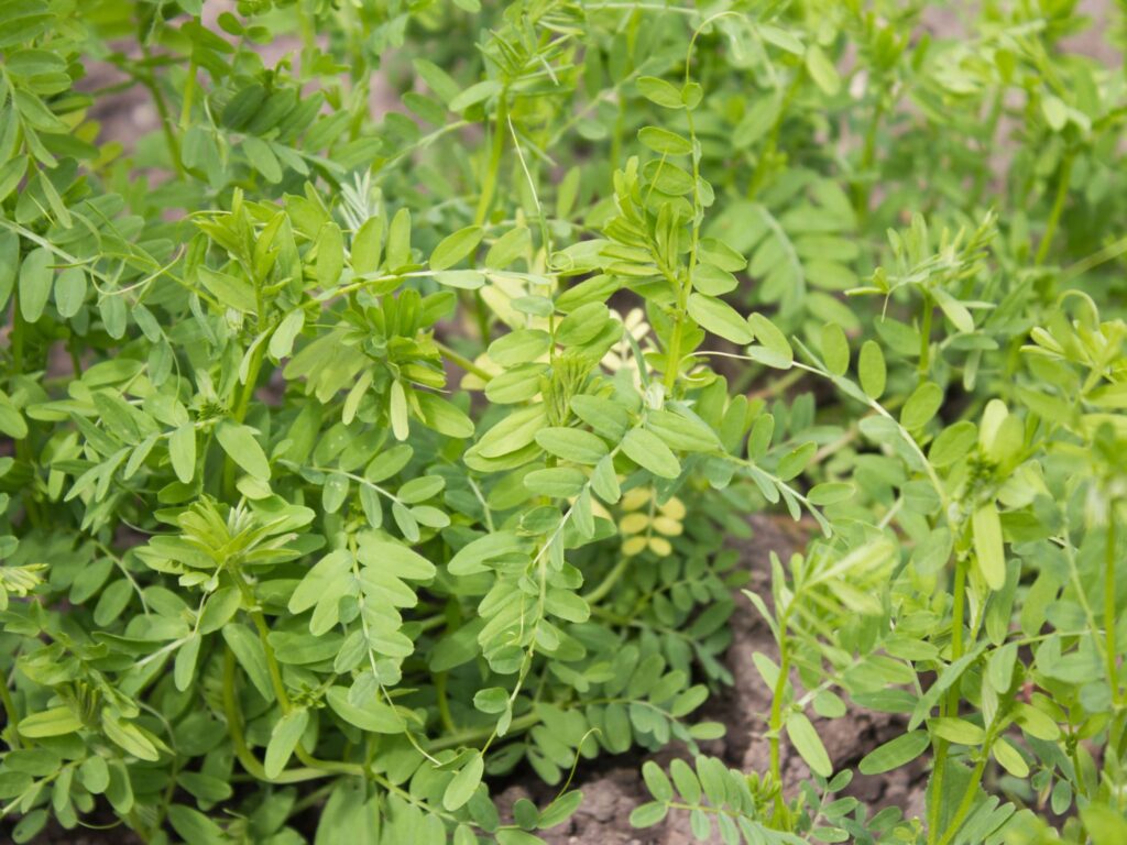 常见优质牧草-瀚阳绿化