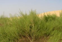 沙蒿种子-瀚阳绿化