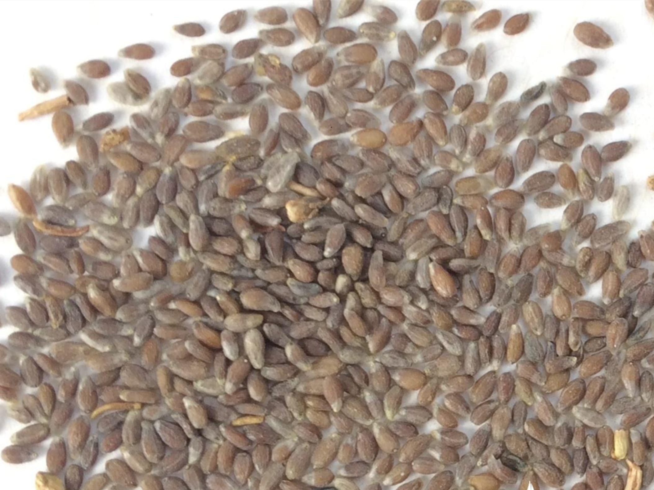 沙蒿种籽-瀚阳绿化