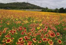 绚丽蛇目菊花海-瀚阳绿化