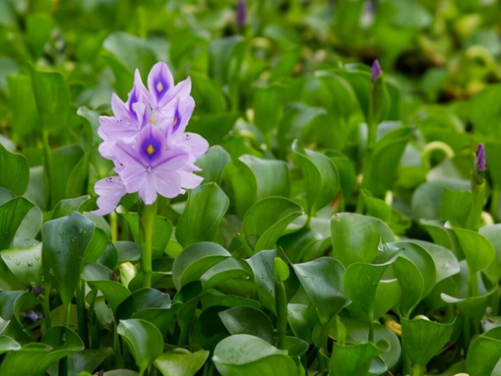 常见优质牧草-瀚阳绿化