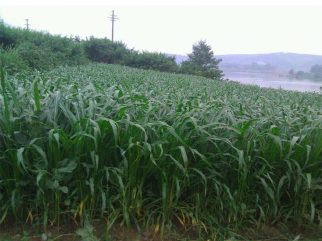 适合养羊的牧草种籽-瀚阳绿化