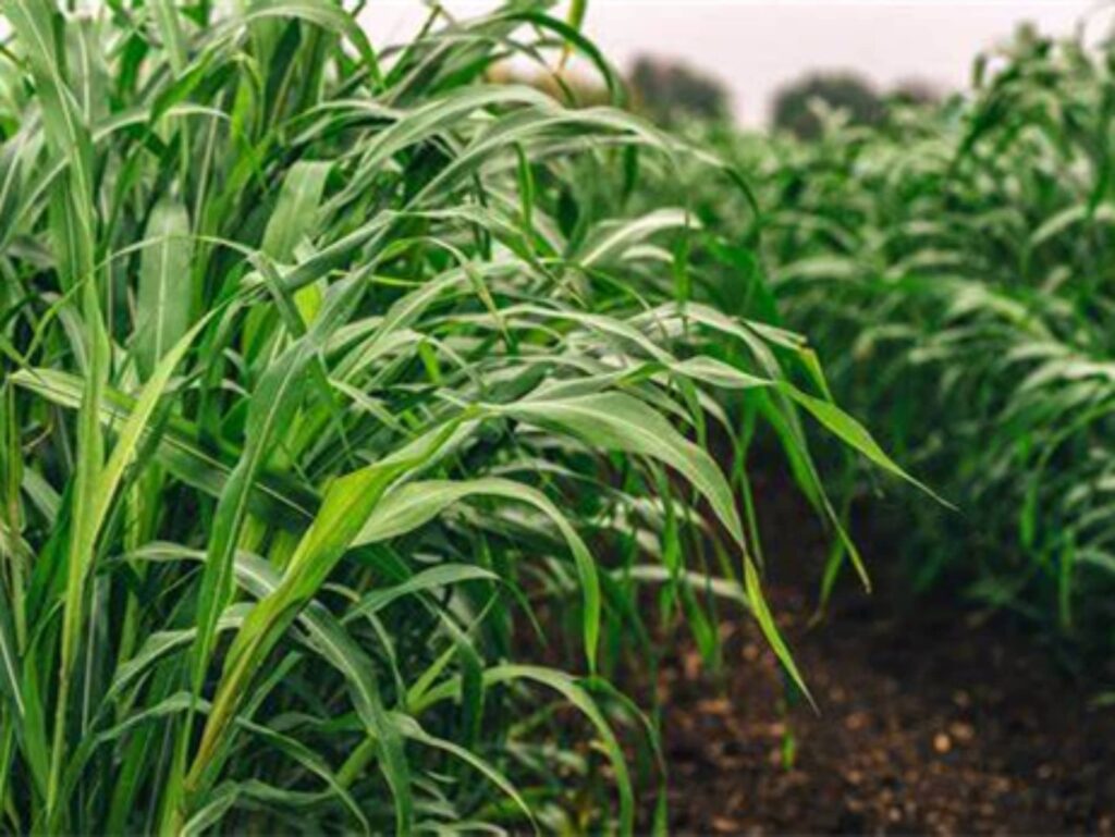 常见优质牧草-瀚阳绿化
