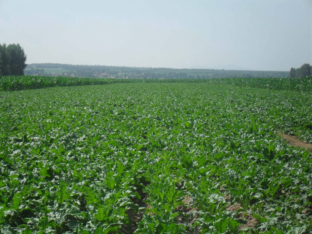 常见优质牧草-瀚阳绿化