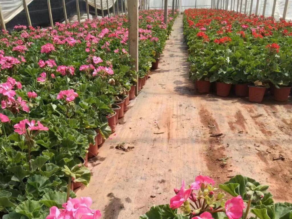 求购天竺葵-选择瀚阳绿化-瀚阳绿化