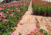 求购天竺葵-选择瀚阳绿化-瀚阳绿化