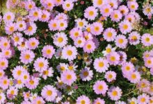 茼蒿菊种植与花海工程实践指南-瀚阳绿化