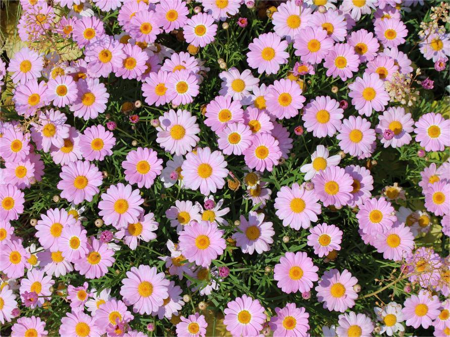 茼蒿菊种植与花海工程实践指南-瀚阳绿化